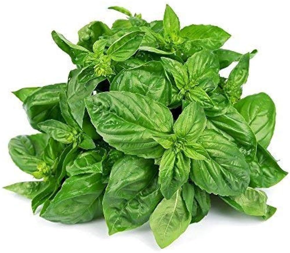 HERBS BASIL