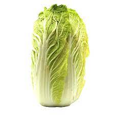 CABBAGE WOMBOK WHOLE