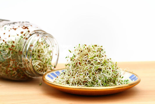 SPROUTS ALFALFA