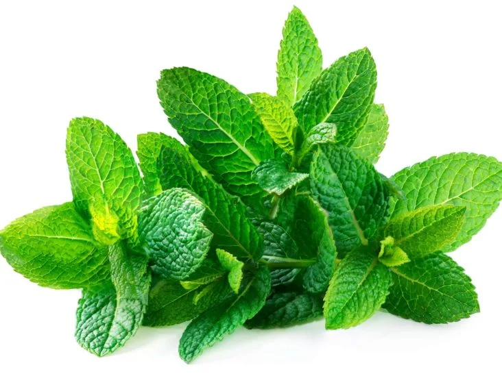 HERBS MINT